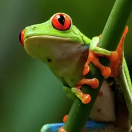 Profile picture of Bogus