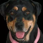 Profile picture of DesertRat(US)