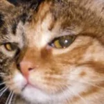 Profile picture of maykonglin