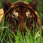 Profile picture of jenkinson